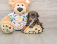 6 week old Havapoo Puppy For Sale - Premier Pups