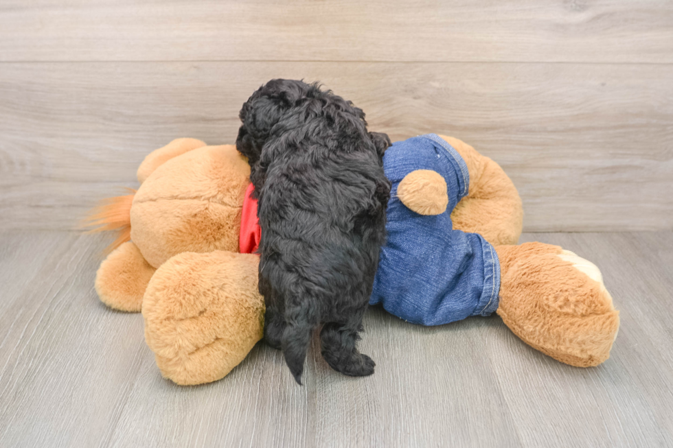 Petite Havapoo Poodle Mix Pup