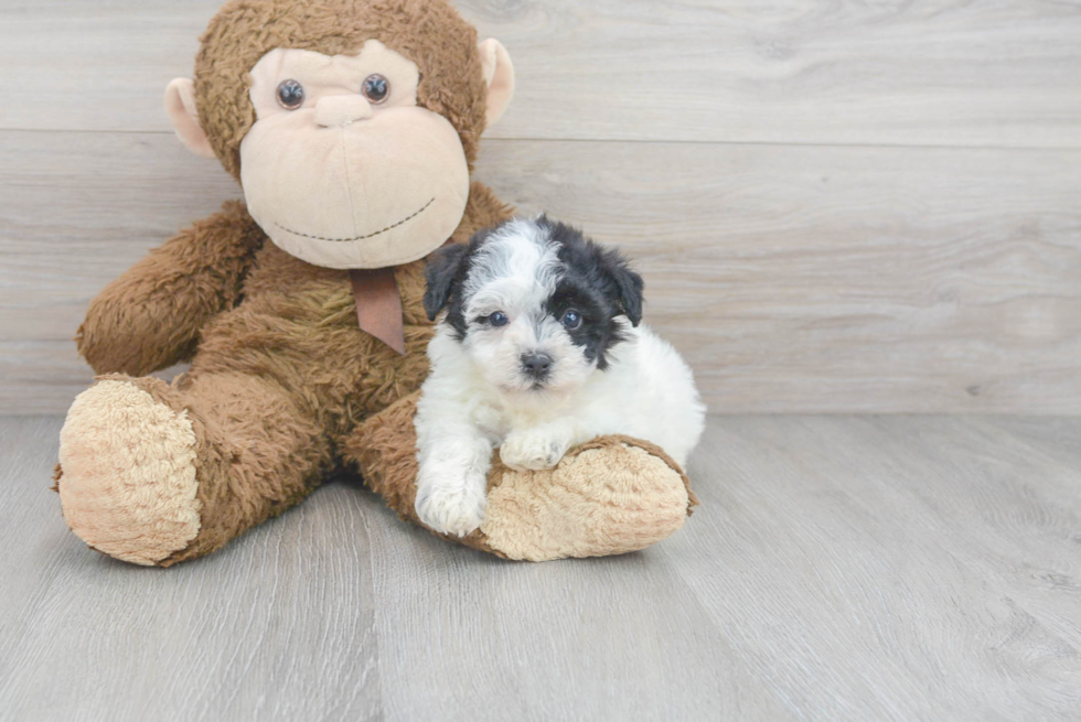 Playful Havadoodle Poodle Mix Puppy