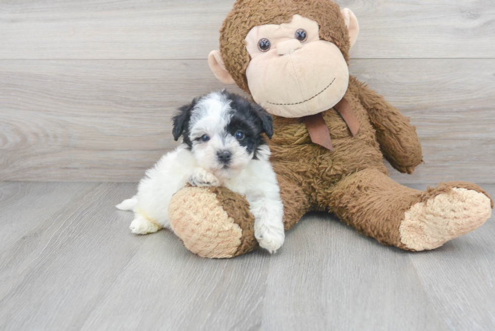 Energetic Havadoodle Poodle Mix Puppy