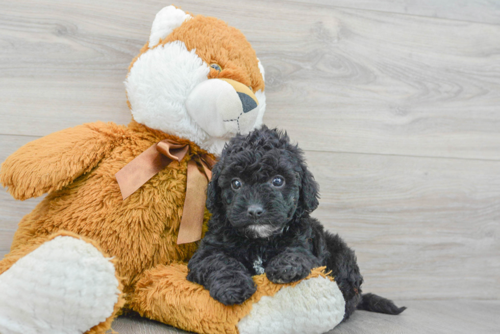 Smart Havapoo Poodle Mix Pup