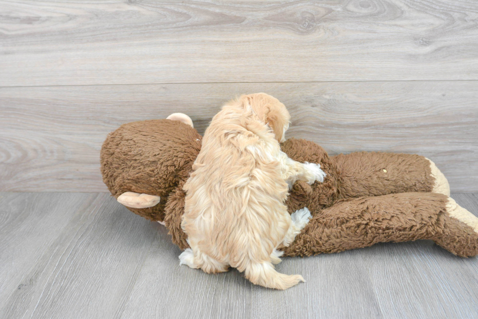 Smart Havapoo Poodle Mix Pup