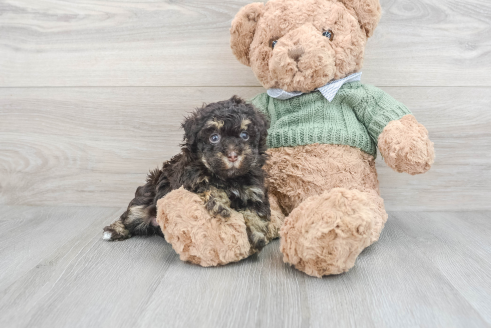 Funny Havapoo Poodle Mix Pup