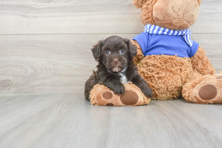 Little Havadoodle Poodle Mix Puppy