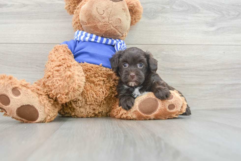 Petite Havapoo Poodle Mix Pup