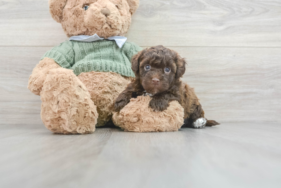 Adorable Havanese Poodle Mix Puppy