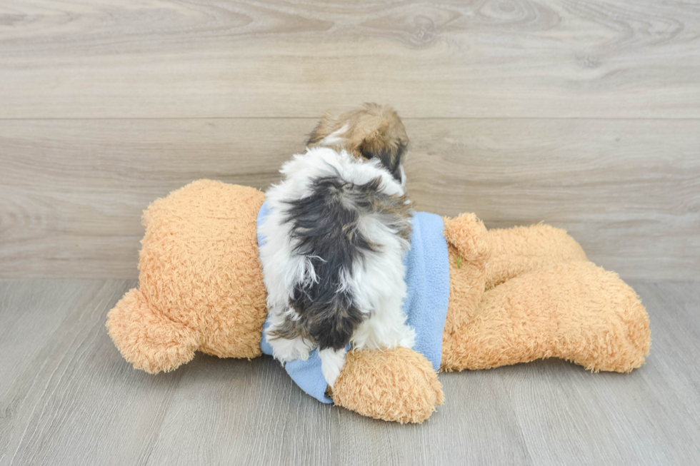 Funny Havapoo Poodle Mix Pup