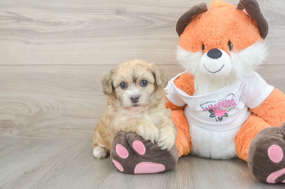 6 week old Havapoo Puppy For Sale - Premier Pups