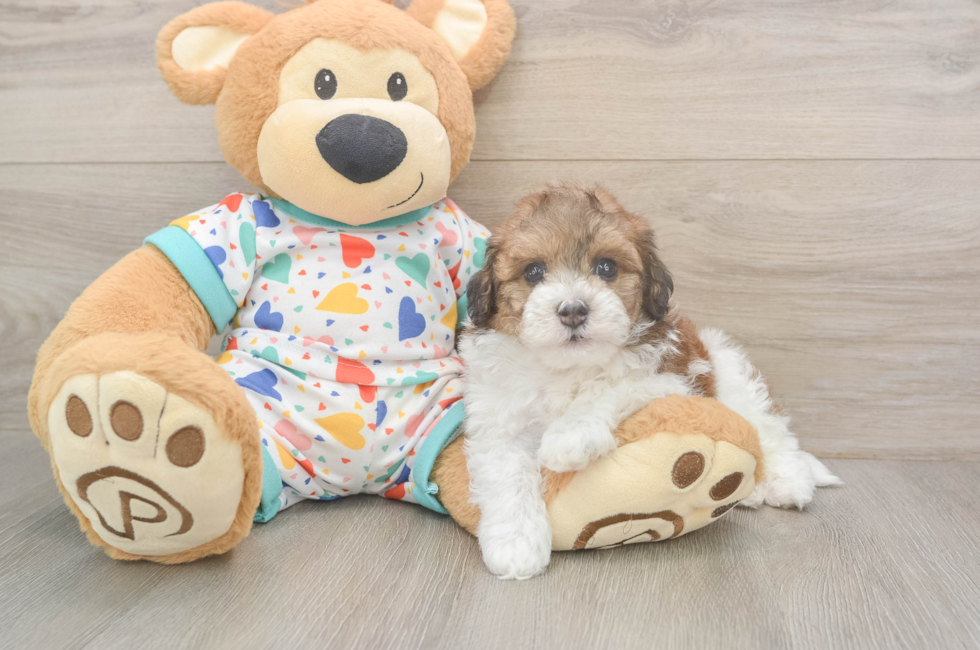 5 week old Havapoo Puppy For Sale - Premier Pups