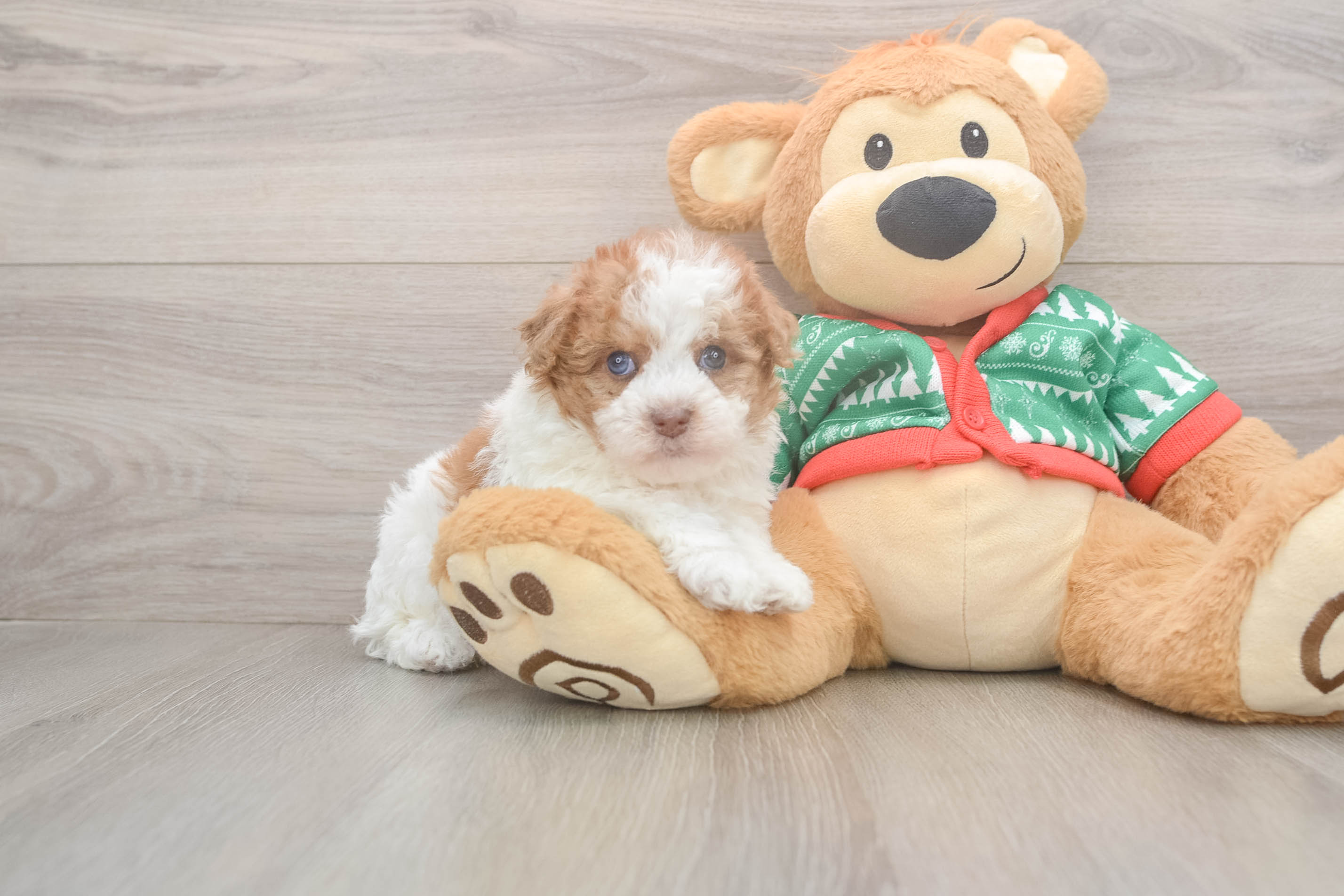 Havapoo Pup Being Cute