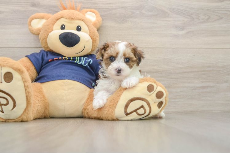 Smart Havapoo Poodle Mix Pup