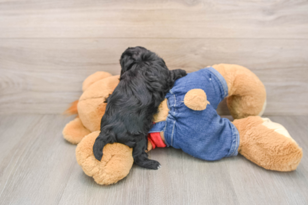 Havapoo Pup Being Cute