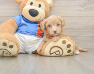 7 week old Havapoo Puppy For Sale - Premier Pups