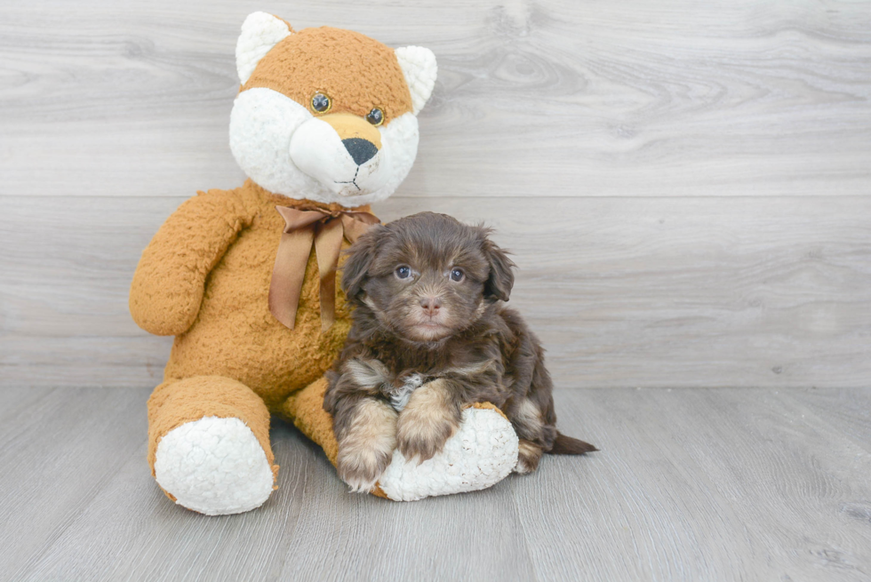 Fluffy Havapoo Poodle Mix Pup