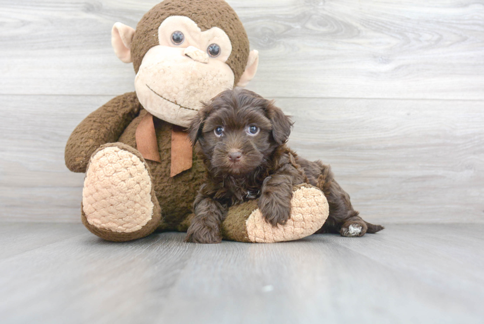 Hypoallergenic Havadoodle Poodle Mix Puppy