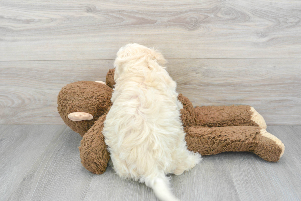 Adorable Havanese Poodle Mix Puppy