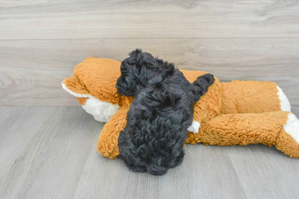 Petite Havapoo Poodle Mix Pup