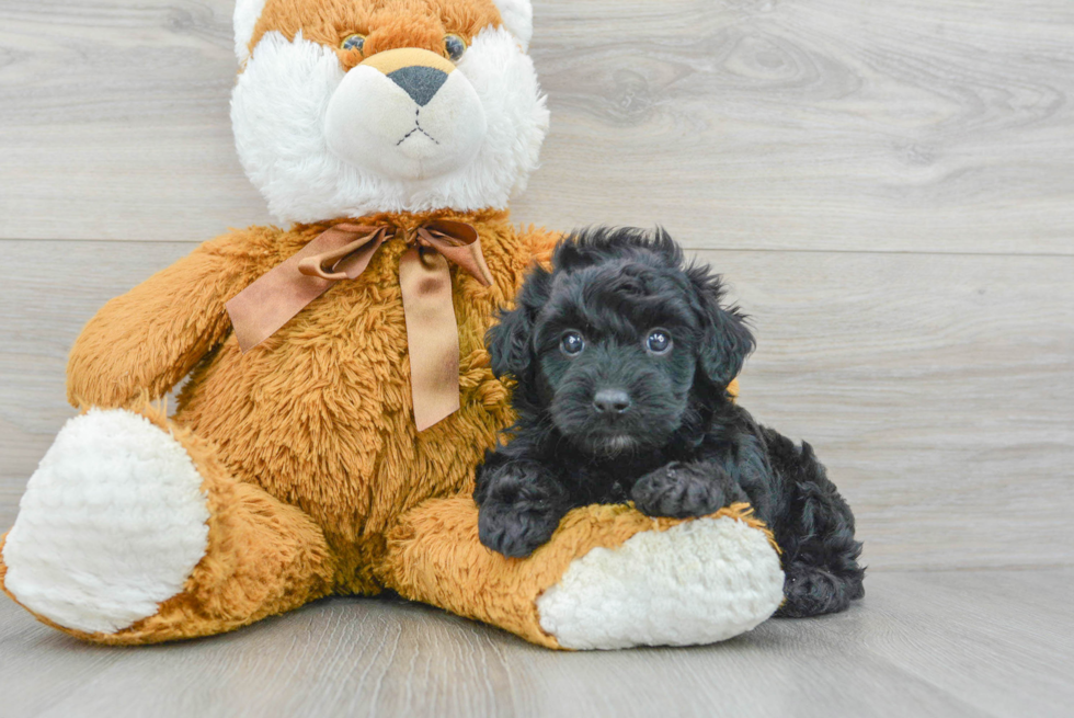 Petite Havapoo Poodle Mix Pup