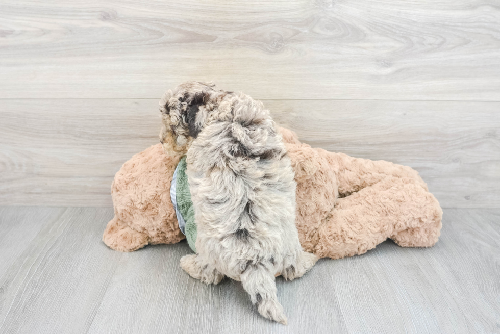 Adorable Havadoodle Poodle Mix Puppy