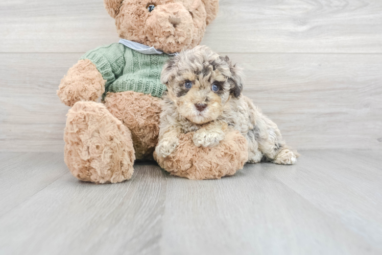 Hypoallergenic Havanese Poodle Mix Puppy