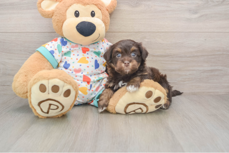 Havapoo Puppy for Adoption