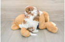 Adorable Havadoodle Poodle Mix Puppy