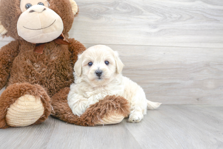 Petite Havapoo Poodle Mix Pup