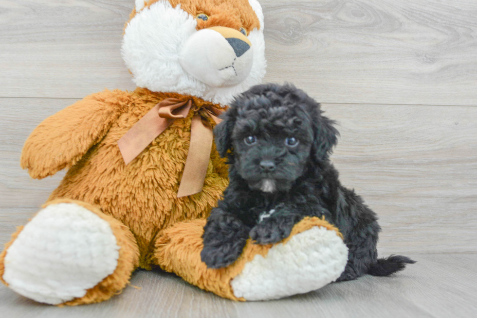 Popular Havapoo Poodle Mix Pup