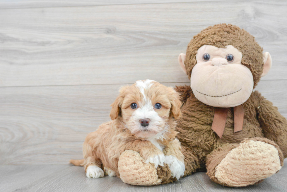 Playful Havadoodle Poodle Mix Puppy