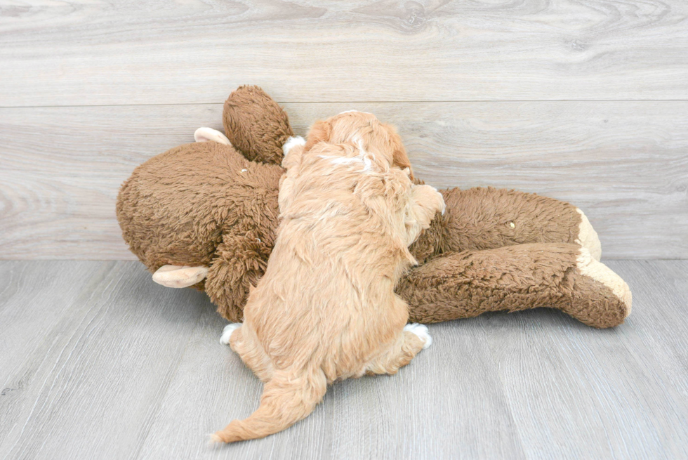 Hypoallergenic Havanese Poodle Mix Puppy