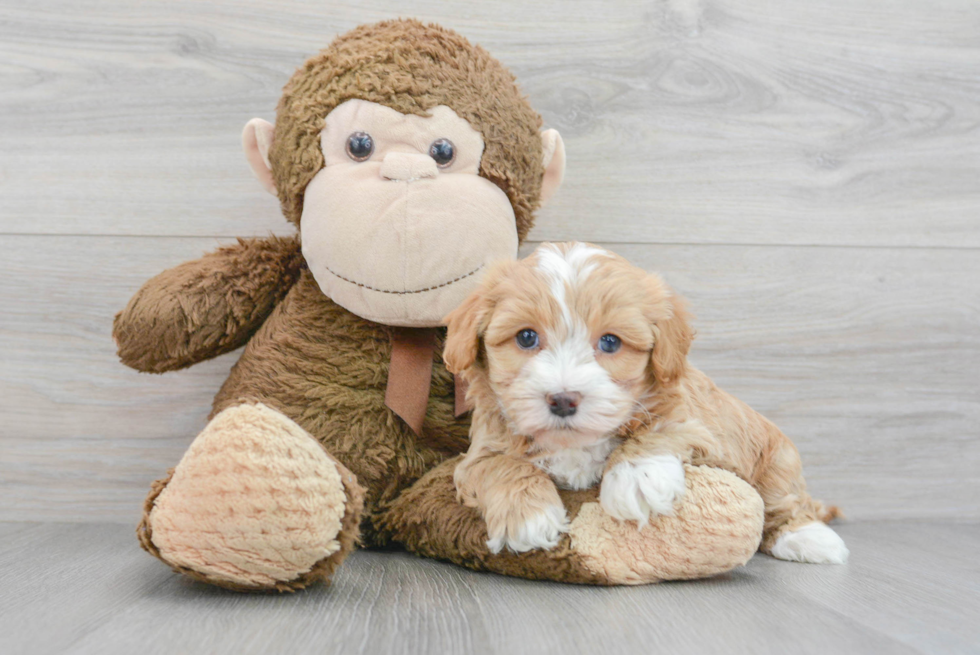 Little Havadoodle Poodle Mix Puppy