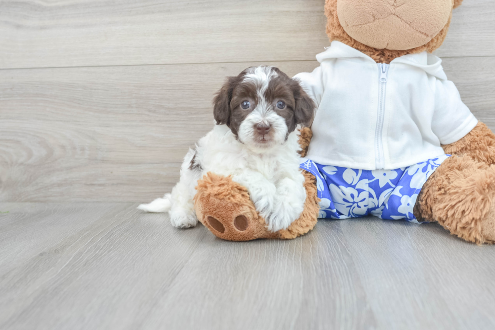 Petite Havapoo Poodle Mix Pup