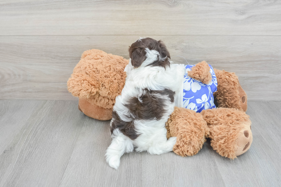 Smart Havapoo Poodle Mix Pup