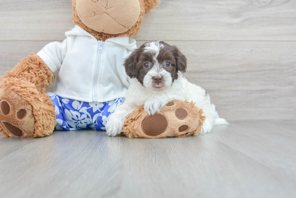 Popular Havapoo Poodle Mix Pup