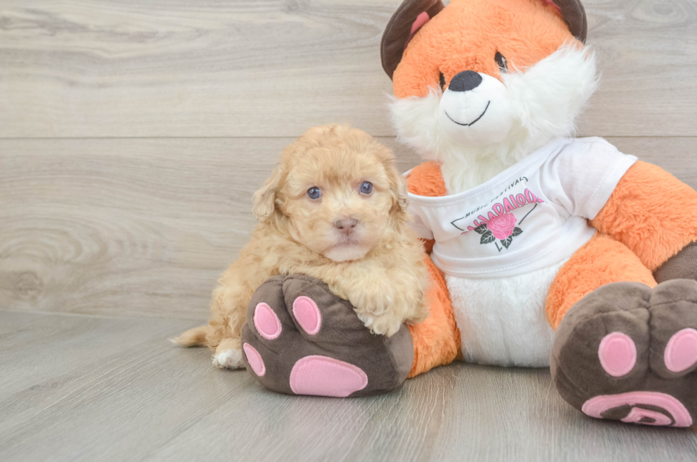6 week old Havapoo Puppy For Sale - Premier Pups