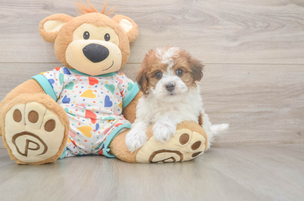 5 week old Havapoo Puppy For Sale - Premier Pups