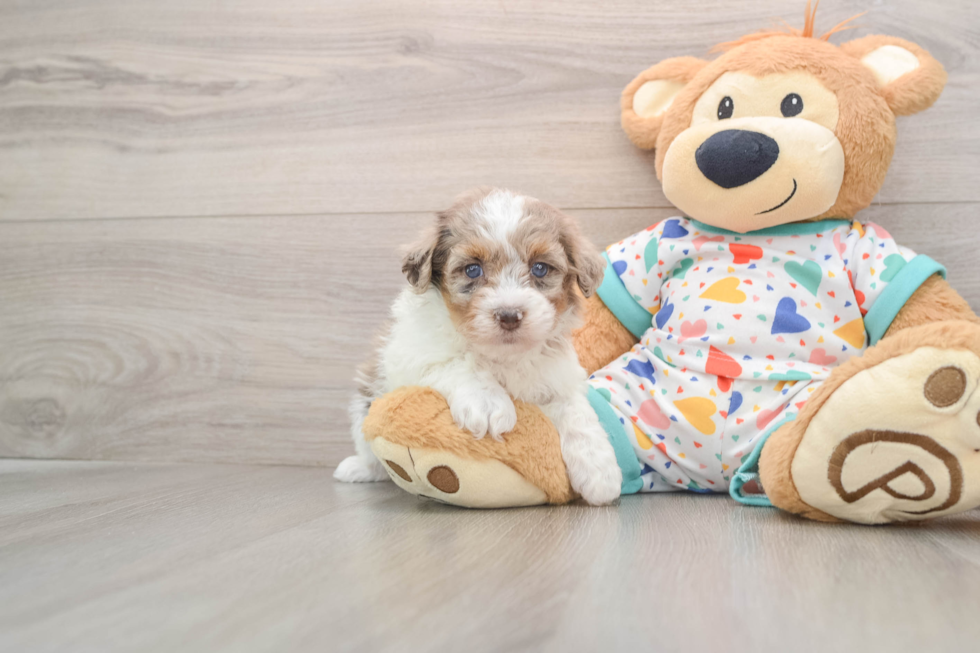 Popular Havapoo Poodle Mix Pup