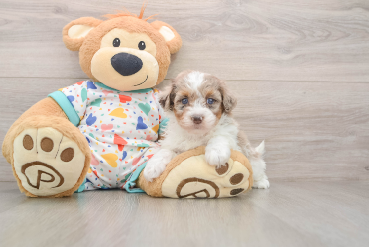 Havapoo Puppy for Adoption