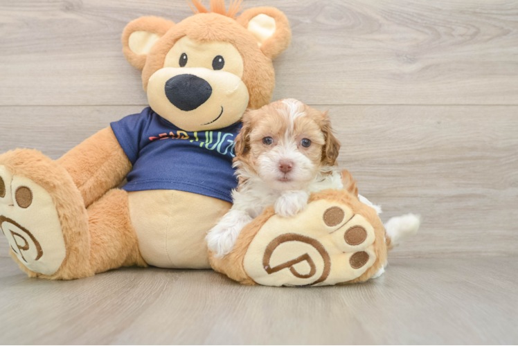Best Havapoo Baby