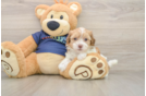 Best Havapoo Baby