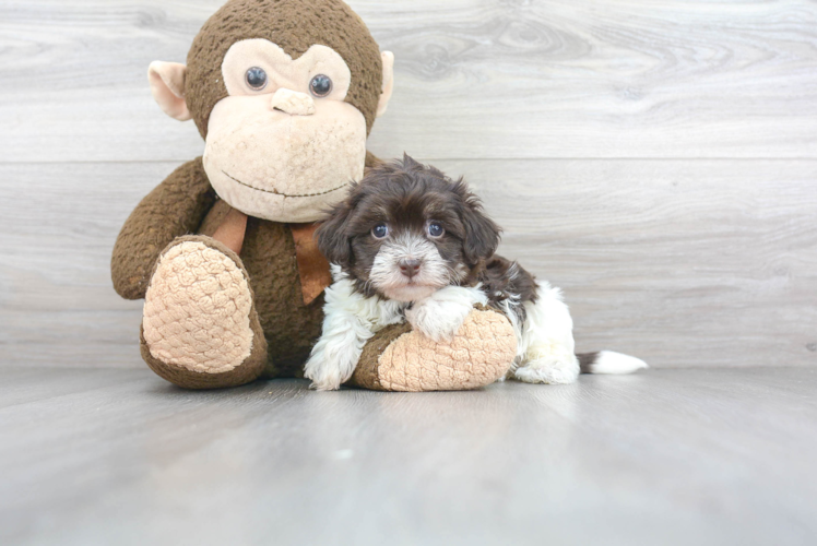 Petite Havapoo Poodle Mix Pup