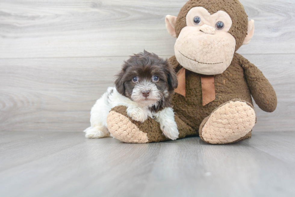 Playful Havadoodle Poodle Mix Puppy