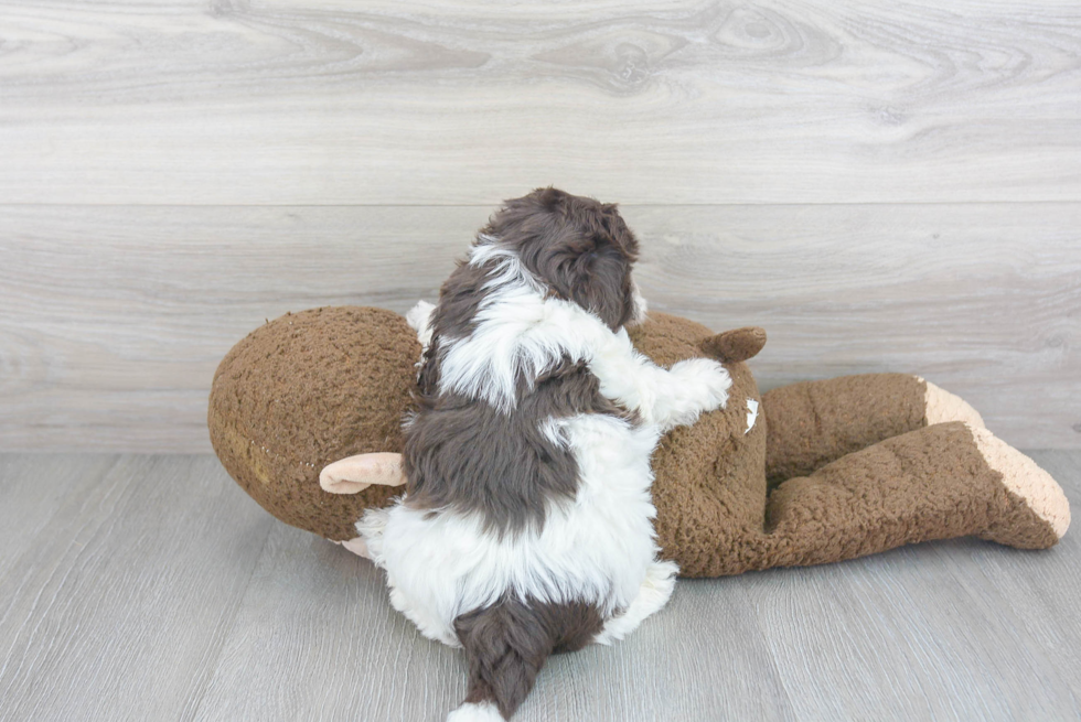 Adorable Havanese Poodle Mix Puppy