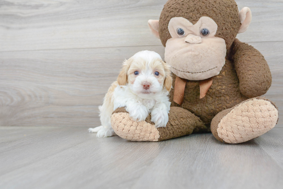 Fluffy Havapoo Poodle Mix Pup