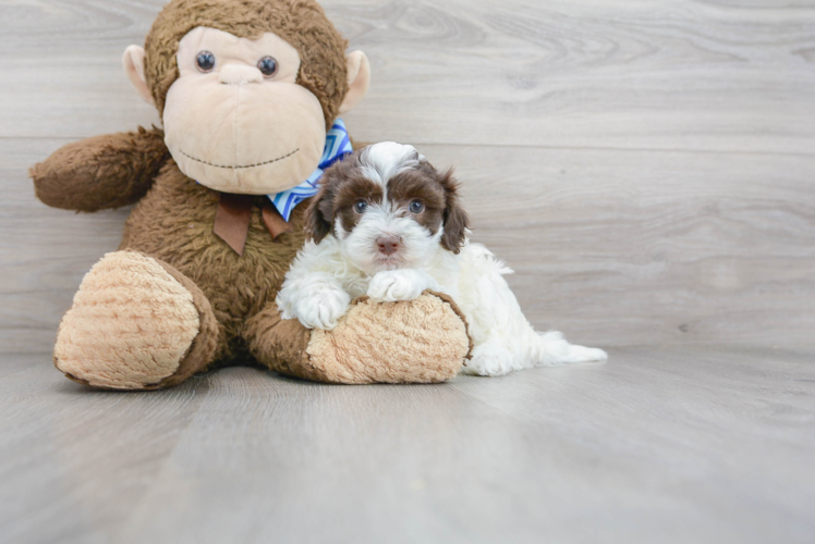 Havapoo Pup Being Cute