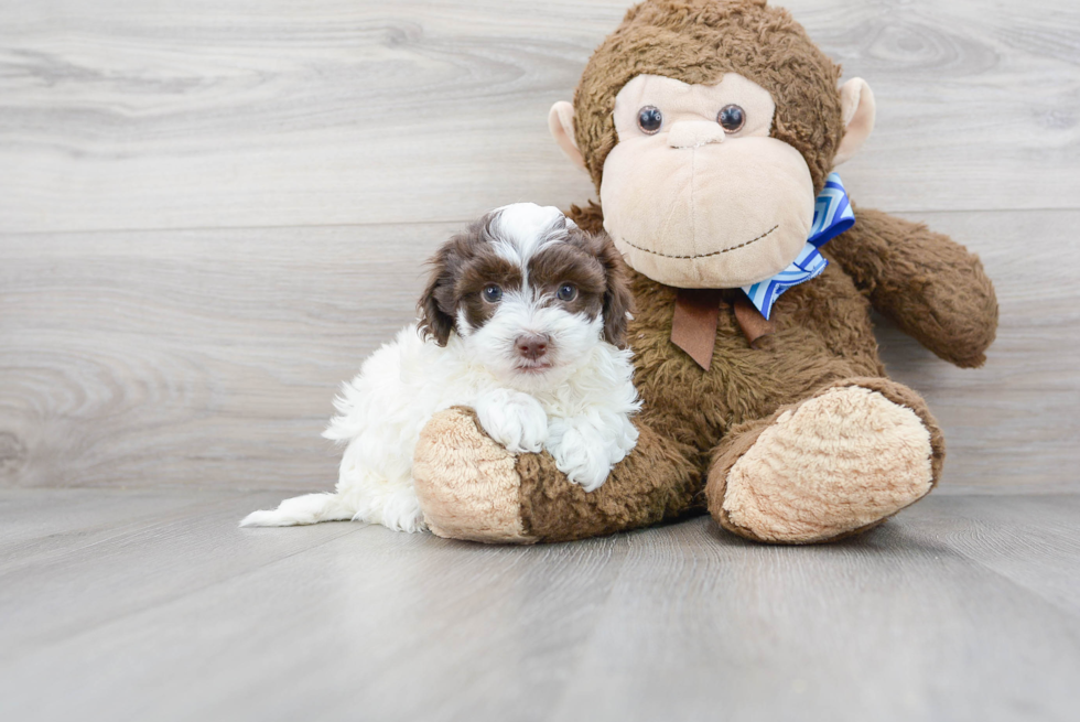 Cute Havapoo Poodle Mix Pup