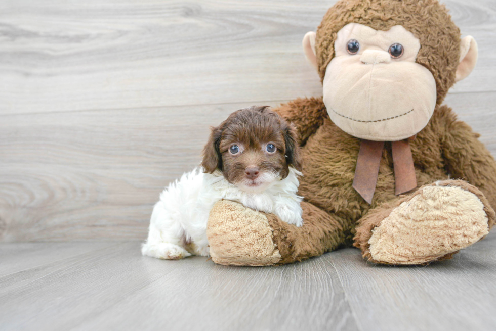 Funny Havapoo Poodle Mix Pup