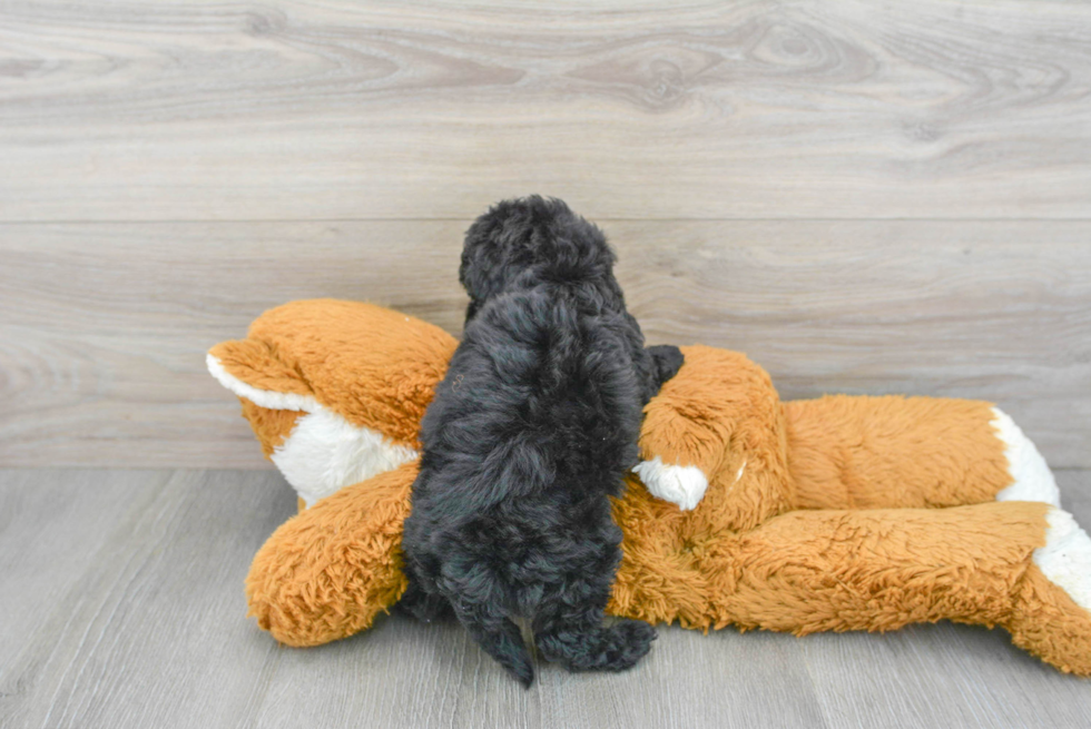 Adorable Havadoodle Poodle Mix Puppy