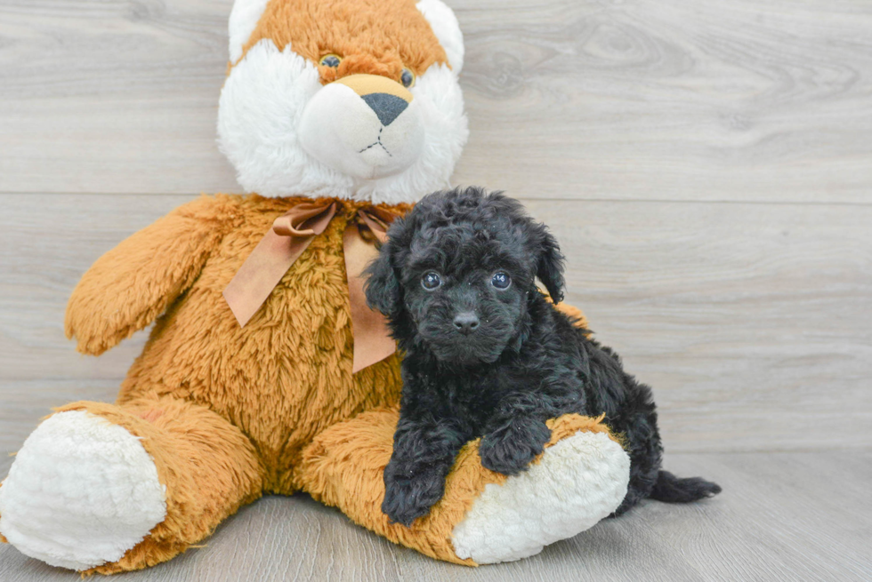 Funny Havapoo Poodle Mix Pup