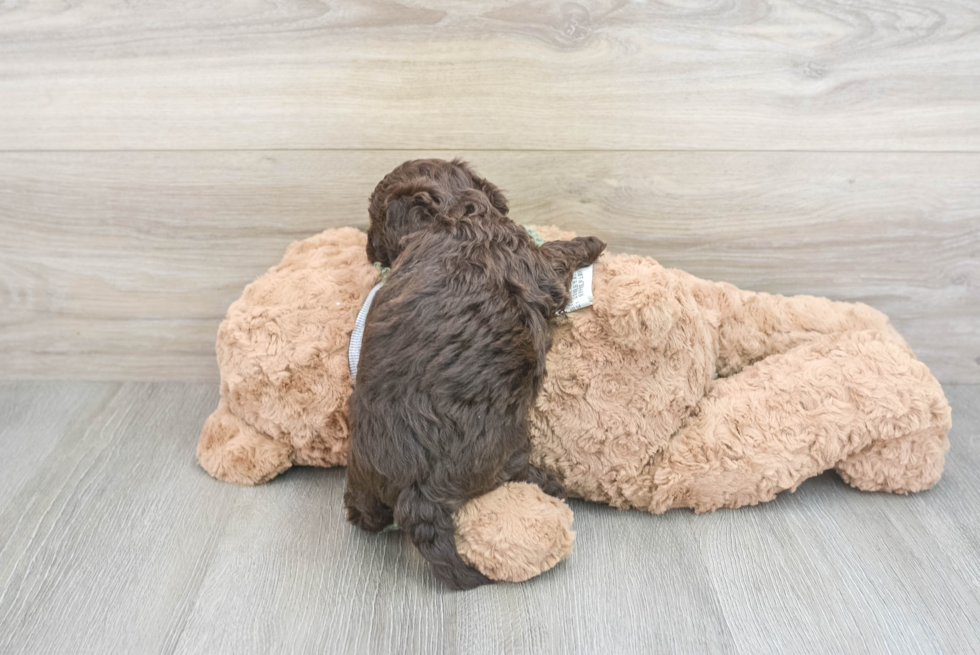 Playful Havanese Poodle Mix Puppy